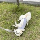 고프 네이처 탄 아이보리 샀음