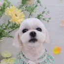 가람애견전문미용실