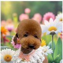 아리스타펫 이미지