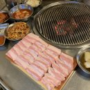 빙고네펫샵 이미지