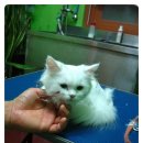 루피펫살롱 이미지