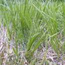 우포가시연꽃마을 이미지