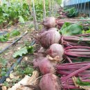 부일농장 이미지