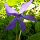 로렌시아 이미지