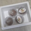 불곡로 | 경기도 성남 두바이 디저트 추천 시호쿠키 두바이 모찌 택배 주문 가격 맛 구매후기