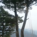 좋은소나무 이미지