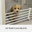 개동유치원 | 주간 멍냥일기 (24년 5월 2주차)