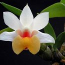 그래도 꽃 이미지