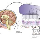 Re:냄새 장애에 대한 탐구 Olfactory Dysfunction 이미지