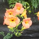 가야랜드 이미지