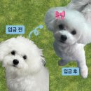 도그하우스 애견샵 | [대전 애견미용 추천] 도그하우스 - cctv와 넓은 운동장이 있는 애견미용실+ 애견유치원🤍🍀
