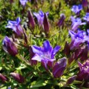 함박꽃웃음 붓꽃마을 이미지