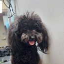 주견야DOG | 남양주애견샵 강아지 미용 맛집 주견야DOG