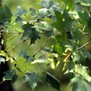 고로쇠펜션 이미지