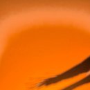 여우도토리 이미지