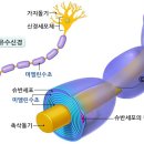 미엘린