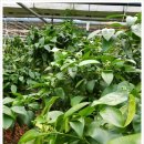 미래로농장 이미지