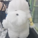 다온애견미용 | 애견미용 학원 등록부터 3급 자격증까지 과정 정리 (현실 후기)