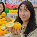 유자유통