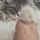 (주)청해 | 10월 일상모음 주안시민역 청해김밥/코스모40/종아리근육수축 뒷꿈치통증 체외충격치료 후기