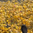 지방도 622호선 은행나무 | 백수일기2-혼자서 시간보내기. 걸어서 미술관