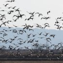 천수만목장 | 서산 천수만 철새도래지, 12월 ‘이달의 생태관광지’ 선정