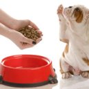 효자동물병원 이미지