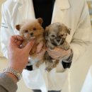 스마일퍼피 강아지분양 동탄점 | 용인강아지분양 알아보다 방문한 홍스퍼피 수원본점 솔직 상담 후기