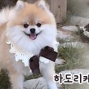 펫앤스토리 이미지