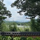 대청사슴 이미지