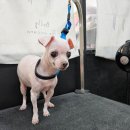 멍멍닷컴 이미지