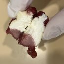 어화댕댕 이미지