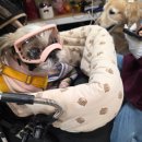 마이펫하우스 | 26년 일산킨텍스 마이펫페어 후기 인체공학고글 한복 간식