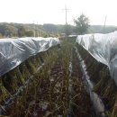 들개농장 이미지