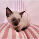 반려견 이해하기(펫) 이미지