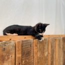 식물원 강아지 이미지