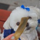 사니정원 이미지