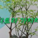 해피트리 이미지