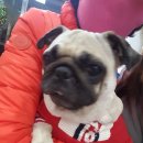 성서종합동물병원 이미지