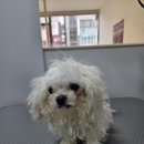 멍빨털빨 이미지