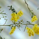 아카시아 이미지