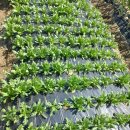 두만농장 이미지