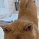 빨리 던져라 멍! 🧸 장난감 홀릭 좡좡이 #강아지호텔 #강아지 #cute 이미지