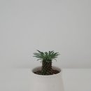 플로허그