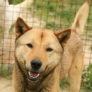 강아지삼촌 이미지