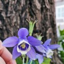 봄맞이 꽃그림 보태니컬 아트 이미지