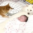 댕댕이천사 이미지