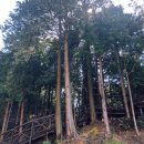 칠천도편백숲 이미지