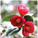 공간동백 이미지