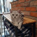 뚱냥한 하루 이미지